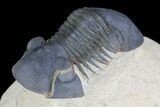 Paralejurus Trilobite Fossil - Foum Zguid, Morocco #75477-3